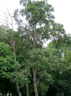 Alnus japonica Japanese Alder