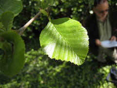 Alnus rhombifolia White Alder