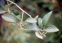 Alnus tenuifolia Mountain Alder, Thinleaf alder