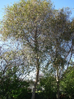 Alnus jorullensis Mexican alder, Evergreen Alder