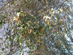 Alnus jorullensis Mexican alder, Evergreen Alder