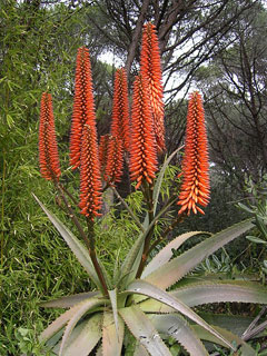 Aloe vera Aloe Vera, Barbados aloe, First Aid Plant, Medicinal  Aloe