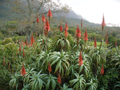Aloe Candelabra Aloe, Tree Aloe, Mountain Bush Aloe