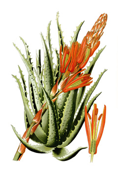 Aloe Candelabra Aloe, Tree Aloe, Mountain Bush Aloe