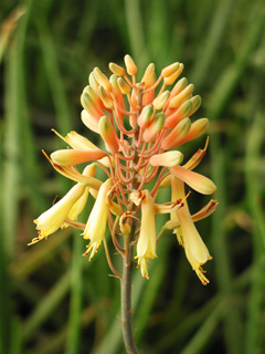 Aloe camperi Aloe