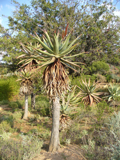 Aloe ferox Cape Aloe, Bitter Aloe, Red Aloe, Cape Aloe, Alligator Jaw Aloe
