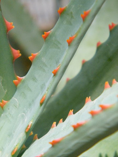 Aloe perryi Perry