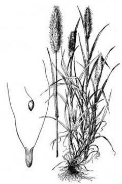 Polypogon monspeliensis Annual Beardgrass, Annual rabbitsfoot grass