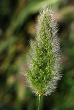 Polypogon monspeliensis Annual Beardgrass, Annual rabbitsfoot grass