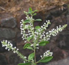 Aloysia gratissima Whitebrush