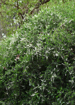 Aloysia gratissima Whitebrush