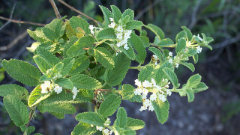 Aloysia wrightii Oreganillo, Sonoran Beebrush