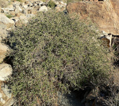 Aloysia wrightii Oreganillo, Sonoran Beebrush