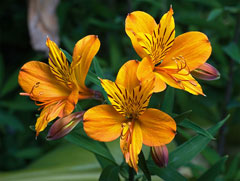 Alstroemeria aurea Peruvian Lily