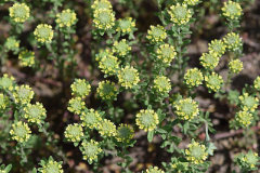 Alyssum alyssoides Pale Madwort Alyssum alyssoides Pale Madwort