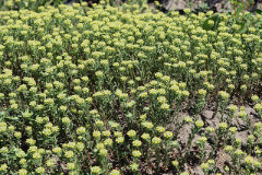 Alyssum alyssoides Pale Madwort Alyssum alyssoides Pale Madwort