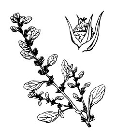 Amaranthus albus Prostrate Pigweed