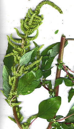 Amaranthus dubius Spleen Amaranth