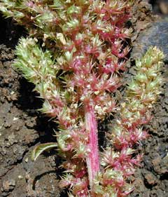 Amaranthus hybridus Rough Pigweed,  Slim amaranth