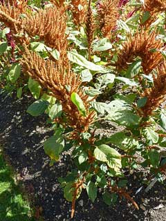 Amaranthus hypochondriacus Prince