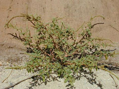 Amaranthus spinosus Spiny Amaranth