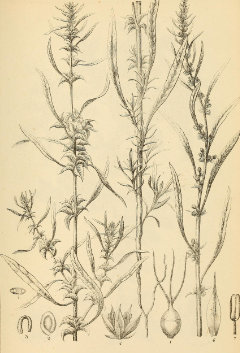 Amaranthus acanthochiton Greenstripe Amaranth