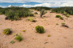Amaranthus acanthochiton Greenstripe Amaranth
