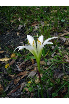 Zephyranthes atamasca Atamasco Lily