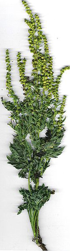 Ambrosia artemesiifolia Roman Wormwood, Bitterweed, Blackweed, Carrot Weed, Hay Fever Weed, Stickeweed, Tassel Weed, Wild Ta