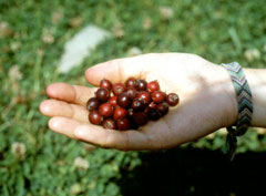 Amelanchier alnifolia Saskatoon, Saskatoon serviceberry, Serviceberry