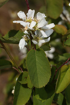 Amelanchier alnifolia semiintegrifolia Pacific Serviceberry