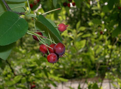 Amelanchier asiatica Korean Juneberry