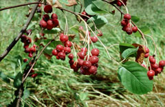 Amelanchier stolonifera Quebec Berry, Running serviceberry