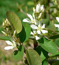 Amelanchier utahensis Utah Serviceberry, Coville