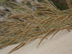 Ammophila arenaria Marram Grass, European beachgrass