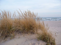 Ammophila breviligulata Beach Grass, American beachgrass
