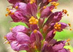 Amorpha fruticosa False Indigo, False indigo bush