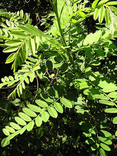 Amorpha fruticosa False Indigo, False indigo bush