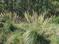 Ampelodesmos mauritanicus Mauritanian grass