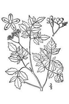 Ampelopsis arborea Pepper Vine