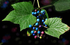 Ampelopsis brevipedunculata Porcelain Berry, Amur peppervine, Blueberry Climber, Porcelain Berry Vine