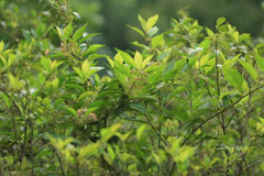 Ampelopsis japonica 
