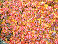Parthenocissus tricuspidata Boston Ivy, Japanese Ivy, Japanese Creeper