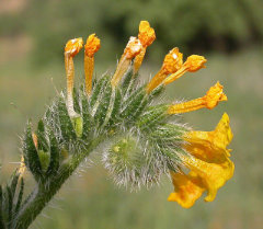 Amsinckia menziesii var. intermedia Common Fiddleneck