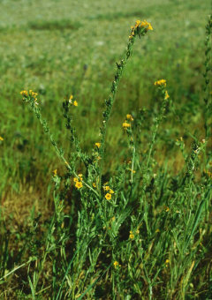 Amsinckia menziesii var. intermedia Common Fiddleneck