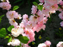 Prunus triloba Flowering Almond, Flowering plum