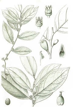 Anacolosa frutescens Galo Nut, Kopi gunung, Tangki leuweung, Belian landak.