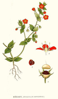anagallis arvensis Scarlet Pimpernel