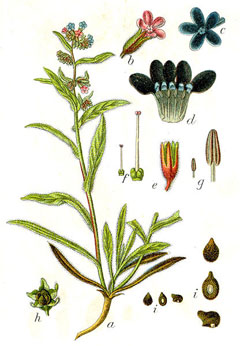 Anchusa officinalis Alkanet, Common bugloss