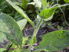 Pentaglottis sempervirens Evergreen bugloss
